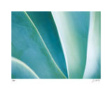 Agave II Limited Edition by Joy Doherty