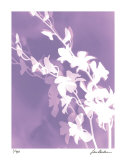 Flower Shadow V Edición limitada por Lois Bender