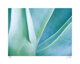 Agave I Limited Edition by Joy Doherty