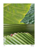 Secret Garden IV Edición limitada por Mj Lew