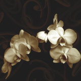 Elegance Prints by Ily Szilagyi