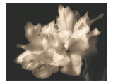 Double Dappled I Poster by Charles Britt