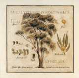 Eucalyptus de Porquerolles Prints by Pascal Cessou
