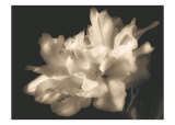 Double Dappled I Plakat av Charles Britt