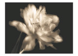 Double Dappled II Posters av Charles Britt
