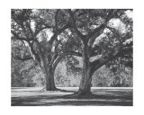 Oak Grove I Art by Boyce Watt