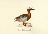 Anas Querquedula Prints