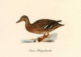 Anas Platyrhincha Print Anas Platyrhincha Print