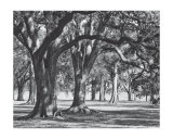 Oak Grove II Posters by Boyce Watt Oak Grove II Posters by Boyce Watt