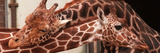 Two New Giraffe Calves Make Their First Apperance at London Zoo, October 1997 Photographic Print