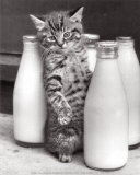 Cat with Bottles of Milk Prints by Paul Kaye