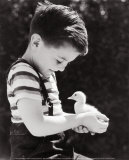 Boy Holding a Duckling Posters by H. Armstrong Roberts