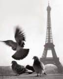 Eiffel Tower with Pigeons, Paris Posters by Elise Hardy