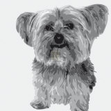 Yorkie Posters av Emily Burrowes