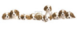 Puppy Love II Print by Linda Wood
