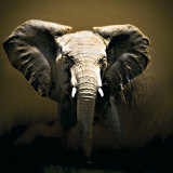 On Safari Poster by Bobbie Goodrich