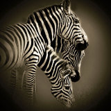 Mirage Prints by Bobbie Goodrich