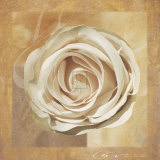 Warm Rose II Prints by Malcolm Sanders
