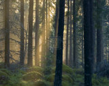 Forest of Light Posters by Henrik Lund