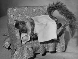 Tommy Tucker the Squirrel Sleeping on a Tiny Couch Lámina fotográfica por Nina Leen