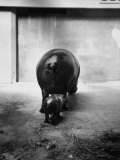 Baby Pygmy Hippo, Gumdrop, Following His Mother to Take a Nap Lámina fotográfica por George Skadding Baby Pygmy Hippo, Gumdrop, Following His Mother to Take a Nap Lámina fotográfica por George Skadding