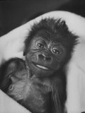 Newborn Gorilla Born in an Ohio Zoo Posing for a Picture Lámina fotográfica por Grey Villet