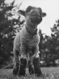 Little Lamb Posing for the Camera Lámina fotográfica por Wallace Kirkland Little Lamb Posing for the Camera Lámina fotográfica por Wallace Kirkland