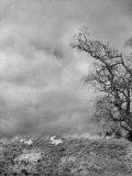 Two Little Lambs Playing in a Field Lámina fotográfica por David Scherman