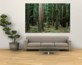 Séquoias en bordure de l'autoroute 101, parc national de Redwoods, Etats-Unis Reproduction murale géante