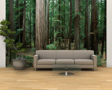 Redwood Trees Beside Hwy 101, Humboldt Redwoods State Park, USA Wall Mural – Large