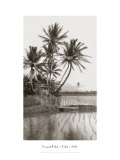 Coco Palms, Oahu, 1926 reproduction procédé giclée