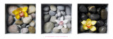Flowers and Stones Affiches par Dave Brullmann