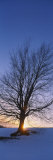 Silhouette of a Bare Tree at Dusk, Grand Rapids, Kent County, Michigan, USA Photographie par Panoramic Images 