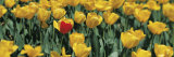 Yellow Tulips in a Field Photographic Print by Panoramic Images 