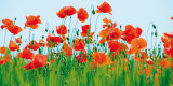 Champs de coquelicots Affiches par Jan Lens