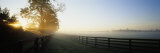 Sunlight Passing Through Trees, Horse Farm, Woodford County, Kentucky, USA Photographic Print by Panoramic Images Sunlight Passing Through Trees, Horse Farm, Woodford County, Kentucky, USA Photographic Print by Panoramic Images
