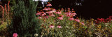 Flowers in Elizabeth F. Gamble Garden, Palo Alto, Silicon Valley, California, USA Photographic Print by Panoramic Images 