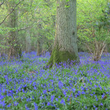 Bluebells in a Wood in England, United Kingdom, Europe Photographie par John Miller