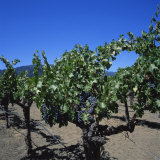 Close-Up of Vines with Black Grapes, Napa Valley Vineyard, Oakville, California, USA Photographie par Christopher Rennie
