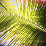 Green Palm Leaves, Jambiani, Zanzibar, Tanzania, East Africa Photographic Print by Lee Frost Green Palm Leaves, Jambiani, Zanzibar, Tanzania, East Africa Photographic Print by Lee Frost