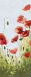 Mountain Poppies II Posters by Shirley Novak