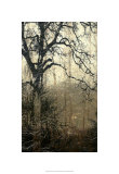 Wooded Solace I Edición limitada por Jennifer Goldberger
