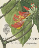 Botanique Tropicale I Art