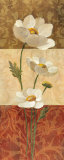 Anemone and Squares Poster by Silvia Vassileva Anemone and Squares Poster by Silvia Vassileva