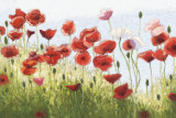 Mountain Poppies III Posters van Shirley Novak