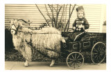 Girl with Ringlets in Goat Cart Posters