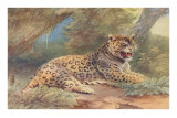 Leopard in the Jungle Posters Leopard in the Jungle Posters