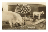 Gigantic Pigs and Corn Poster