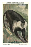 Angolan Colobus Monkey Photographie