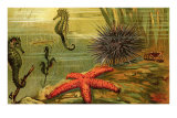 Underwater Scene with Starfish and Seahorses Poster